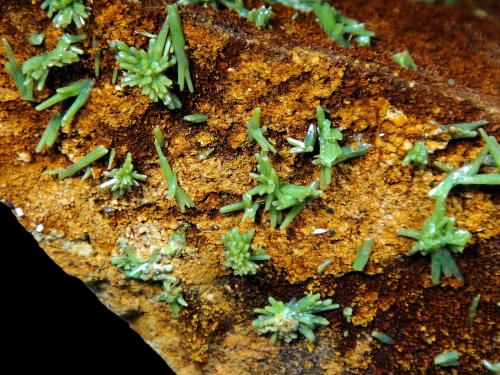 Piromorfita<br />Mina Daoping, Gongcheng, Prefectura Guilin, Región Autónoma Guangxi Zhuang, China<br />Campo de visión 5 cm.<br /> (Autor: Antonio P. López)