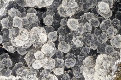 Cowlesite<br />Four Mile Quarry, Porter, Grays Harbor County, Washington, USA<br />FOV = 4.0 mm<br /> (Author: Doug)