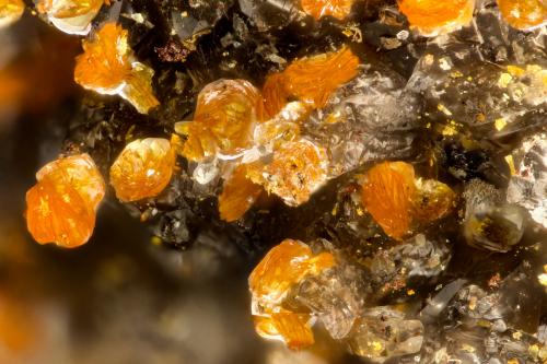 Descloizite<br />Finch Mine, Reagan claims, Keystone Gulch, Chilito, Hayden area, Banner District, Dripping Spring Mountains, Gila County, Arizona, USA<br />FOV = 1.5 mm<br /> (Author: Doug)