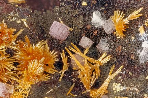 Vanadinite, Fluorite<br />Mina Kaaba, Hualapai (Hualpai) Mountains, Montes Hualapai (Hualpai), Distrito Maynard, Condado Mohave, Arizona, USA<br />FOV = 3.6 mm<br /> (Author: Doug)