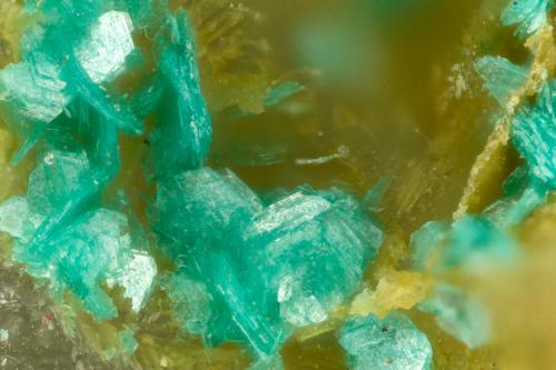 Chalcophyllite<br />Wheal Gorland, Saint Day, Camborne - Redruth - Saint Day District, Cornwall, England / United Kingdom<br />FOV = 1.4 mm<br /> (Author: Doug)