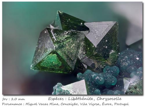 Libethenite<br />Miguel Vacas Mine, Pardais and Conceição Parish, Vila Viçosa, Évora District, Alentejo Central Province, Alentejo Region, Portugal<br />fov 2.0 mm<br /> (Author: ploum)