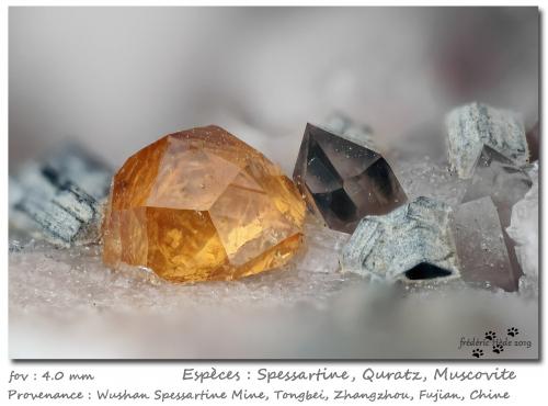 Spessartine, Quartz, Muscovite<br />Catas Spessartina Wushan, Tongbei, Yunxiao, Prefectura Zhangzhou, Provincia Fujian, China<br />fov 4.0 mm<br /> (Author: ploum)