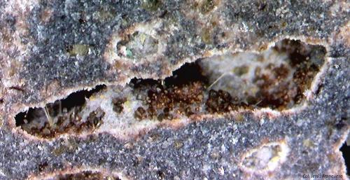 Chayesita.<br />Volcán de Cancarix, Sierra de las Cabras, Cancarix, Hellín, Comarca Campos de Hellín, Albacete, Castilla-La Mancha, España<br />4´646 x 2´431 mm.<br /> (Autor: Jesus Franquesa Baucells)