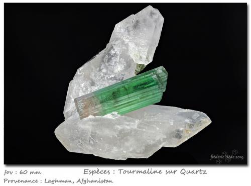 'Tourmaline' on Quartz<br />Provincia Laghman, Afganistán<br />fov 60 mm<br /> (Author: ploum)