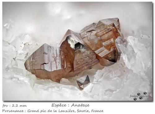 Anatase on Quartz<br />Grand Pic de la Lauzière, Macizo La Lauzière, Saint-Jean-de-Maurienne, Saboya, Auvergne-Rhône-Alpes, Francia<br />fov 2.2 mm<br /> (Author: ploum)