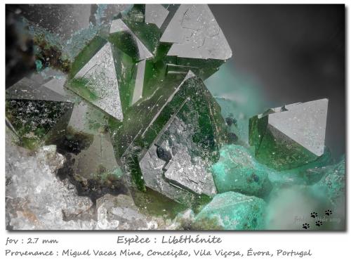 Libethenite<br />Miguel Vacas Mine, Pardais and Conceição Parish, Vila Viçosa, Évora District, Alentejo Central Province, Alentejo Region, Portugal<br />fov 2.6 mm<br /> (Author: ploum)