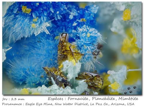 Fornacite + Plancheite + Mimetite<br />Mina Eagle Eye, Grupo Moore Mine, Distrito New Water, Montes New Water, Condado La Paz, Arizona, USA<br />fov 2.3 mm<br /> (Author: ploum)