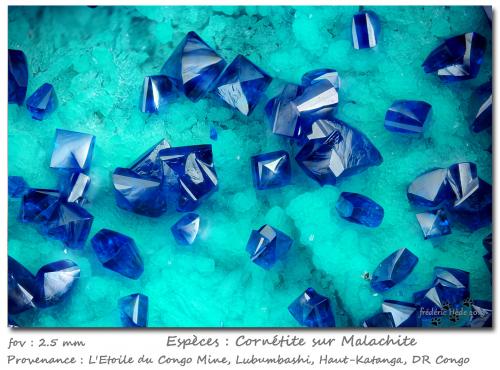 Cornetite on Malachite<br />L'Etoile du Congo Mine (Star of the Congo Mine), Lubumbashi (Elizabethville), Katanga Copper Crescent, Haut-Katanga (Shaba), Democratic Republic of the Congo (Zaire)<br />fov 2.5 mm<br /> (Author: ploum)