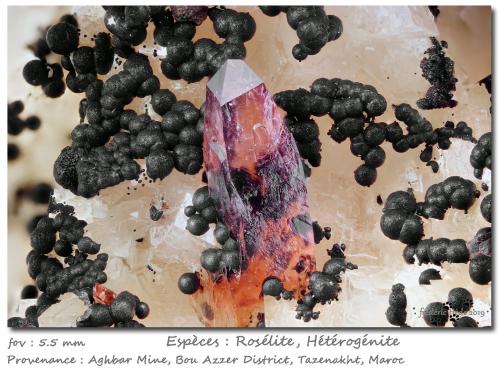 Roselite and Heterogenite<br />Aghbar Mine (Arhbar Mine), Bou Azzer mining district, Zagora Province, Drâa-Tafilalet Region, Morocco<br />fov 5.5 mm<br /> (Author: ploum)