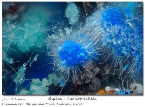 Cyanotrichite<br />Mina Christiana, Minas Kamariza, Agios Konstantinos, Distrito minero Lavrion, Prefectura Attikí (Attica), Grecia<br />fov 2.3 mm<br /> (Author: ploum)