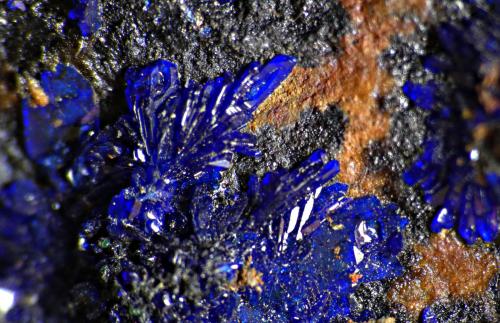 Azurita<br />Calicata Dolores, Pastrana, Mazarrón / Águilas, Comarca Alto Guadalentín, Región de Murcia (Murcia), España<br />0,4 cm<br /> (Autor: DPC)