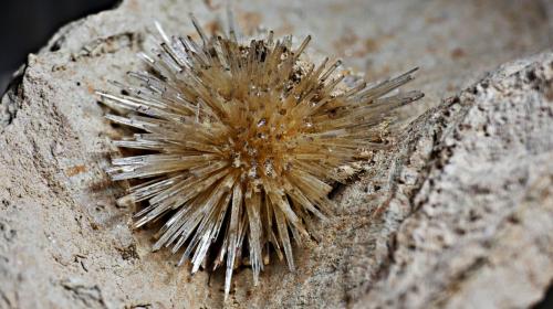 Aragonito<br />Cantera La Serna (Cantera La Tinaja), La Serna, Pantoja, Comarca La Sagra, Toledo, Castilla-La Mancha, España<br />2,3cm<br /> (Autor: DPC)