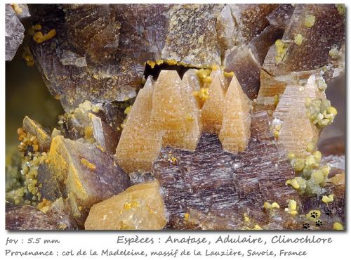 Anatase, Orthoclase (variety adularia), Clinochlore<br />Col de la Madeleine, Macizo La Lauzière, Saint-Jean-de-Maurienne, Saboya, Auvergne-Rhône-Alpes, Francia<br />fov 5.5 mm<br /> (Author: ploum)