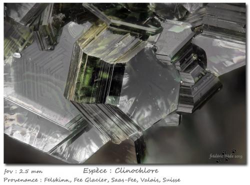 Clinochlore<br />Felskinn, Fee Glacier, Saas Fee, Saas Valley, Zermatt - Saas Fee, Wallis (Valais), Switzerland<br />fov 2.5 mm<br /> (Author: ploum)