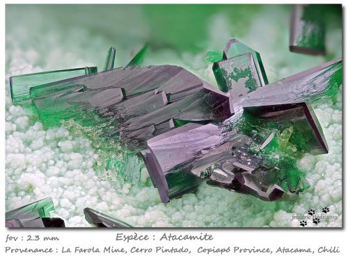 Atacamite<br />La Farola Mine, Cerro Pintado, Las Pintadas District, Tierra Amarilla, Copiapó Province, Atacama Region, Chile<br />fov 2.3 mm<br /> (Author: ploum)