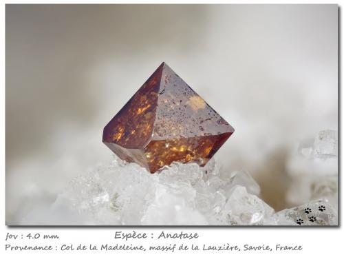 Anatase<br />Col de la Madeleine, Macizo La Lauzière, Saint-Jean-de-Maurienne, Saboya, Auvergne-Rhône-Alpes, Francia<br />fov 4.0 mm<br /> (Author: ploum)