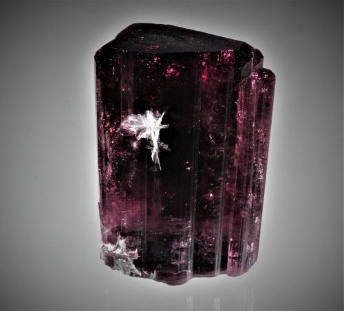 Elbaite (Tourmaline Group), Albite<br />Mokhovaya pegmatite, Malkhan (Malchan), Krasnyi Chikoy, Zabaykalsky Krai, Russia<br />68 mm x 48 mm x 45 mm<br /> (Author: Don Lum)