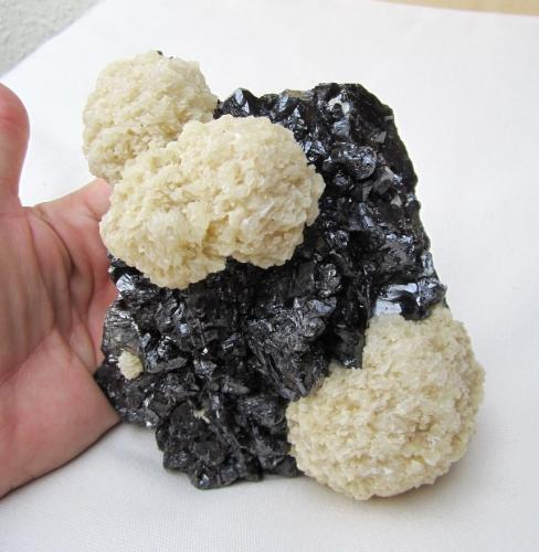 Barite on Sphalerite<br />Mina Elmwood, Carthage, Distrito Central Tennessee Ba-F-Pb-Zn, Condado Smith, Tennessee, USA<br />Specimen size 15 cm, largest barite "ball" 6,5 cm<br /> (Author: Tobi)