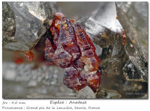 Anatase<br />Grand Pic de la Lauzière, Macizo La Lauzière, Saint-Jean-de-Maurienne, Saboya, Auvergne-Rhône-Alpes, Francia<br />fov 4 mm<br /> (Author: ploum)