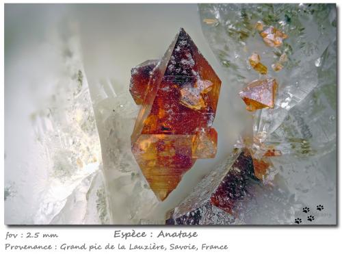 Anatase<br />Grand Pic de la Lauzière, Macizo La Lauzière, Saint-Jean-de-Maurienne, Saboya, Auvergne-Rhône-Alpes, Francia<br />fov 2.5 mm<br /> (Author: ploum)
