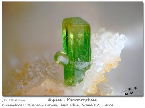 Pyromorphite<br />Steinbach, Cernay, Thann-Guebwiller, Haut-Rhin, Grand Est, France<br />fov 2.2 mm<br /> (Author: ploum)