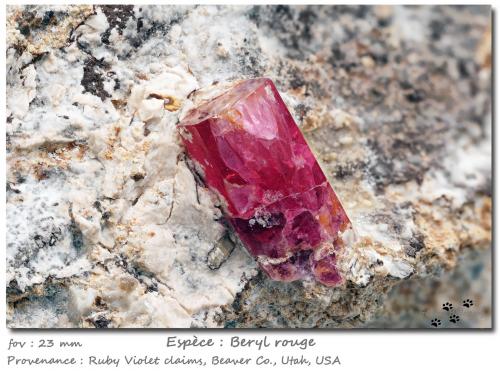 Beryl (variety red beryl)<br />Ruby Violet Claims, Wah Wah Mountains, Beaver County, Utah, USA<br /><br /> (Author: ploum)