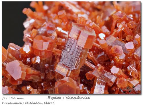 Vanadinite<br />Mibladen (Mibladen mining district), Midelt, Midelt Province, Drâa-Tafilalet Region, Morocco<br />fov 16 mm<br /> (Author: ploum)