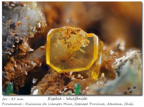 Wulfenite<br />Dulcinea de Llampos Mine, Cachiyuyo de Llampos, Copiapó Province, Atacama Region, Chile<br />fov 3.7 mm<br /> (Author: ploum)