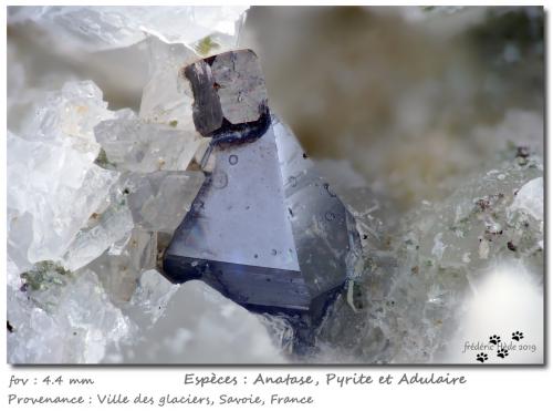 Anatase, Pyrite<br />Ville des Glaciers, Savoie, Auvergne-Rhône-Alpes, France<br />fov 4.4 mm<br /> (Author: ploum)
