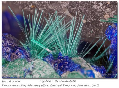 Brochantite<br />Dos Adriana Mine, Zapallar District, Copiapó Province, Atacama Region, Chile<br />fov 4.0 mm<br /> (Author: ploum)