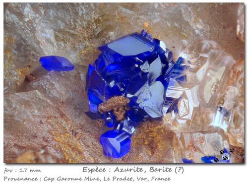 Azurite and Baryte<br />Cap Garonne Mine, Le Pradet, Toulon, Var, Provence-Alpes-Côte d'Azur, France<br />fov 1.7 mm<br /> (Author: ploum)