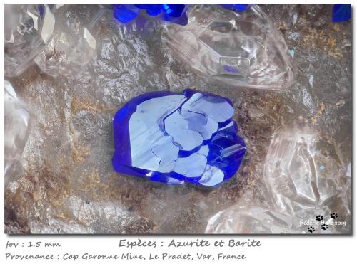 Azurite and Baryte<br />Cap Garonne Mine, Le Pradet, Toulon, Var, Provence-Alpes-Côte d'Azur, France<br />fov 1.5 mm<br /> (Author: ploum)