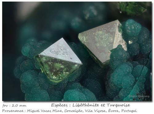 Libethenite and Turquoise<br />Miguel Vacas Mine, Pardais and Conceição Parish, Vila Viçosa, Évora District, Alentejo Central Province, Alentejo Region, Portugal<br />fov 2.0 mm<br /> (Author: ploum)