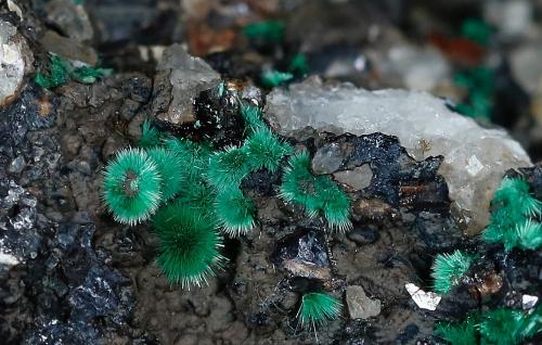 Malaquita<br />Collado de la Plata Mines, Collado de la Plata, Albarracín, Comarca Sierra de Albarracín, Teruel, Aragon, Spain<br />Encuadre de foto: 24 mm  Grupo de rosetas11mm<br /> (Autor: Ángel Rodríguez Benavent)