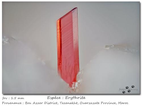 Erythrite<br />Minas Bou Azzer, distrito minero Bou Azzer, Provincia Ouarzazate, Región Drâa-Tafilalet, Marruecos<br />fov 1.5 mm<br /> (Author: ploum)