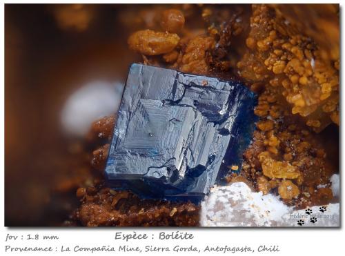 Boleite<br />La Compañía Mine, Caracoles, Sierra Gorda District, Tocopilla Province, Antofagasta Region, Chile<br />fov 1.8 mm<br /> (Author: ploum)