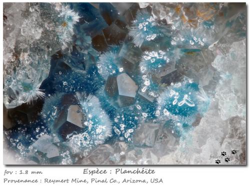 Plancheite with Calcite<br />Mina Reymert, Cañón Reymert, Zona Superior, Condado Pinal, Arizona, USA<br />fov 1.8 mm<br /> (Author: ploum)