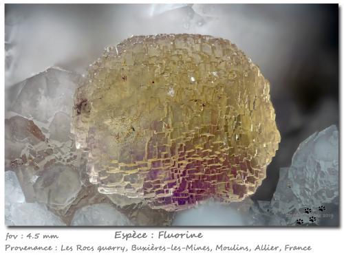 Fluorite<br />Buxières-les-Mines, Moulins, Allier, Auvergne-Rhône-Alpes, Francia<br />fov 4.5 mm<br /> (Author: ploum)