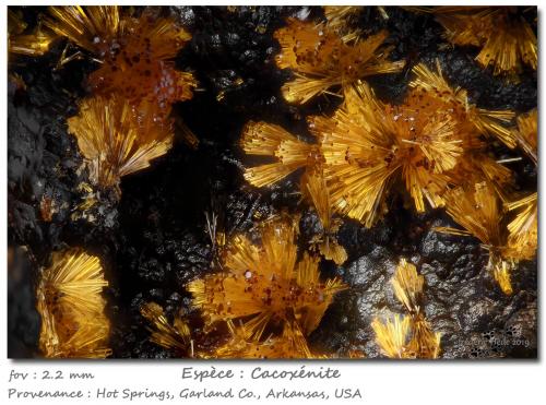 Cacoxenite<br />Hot Springs, Garland County, Arkansas, USA<br />fov 2.2 mm<br /> (Author: ploum)