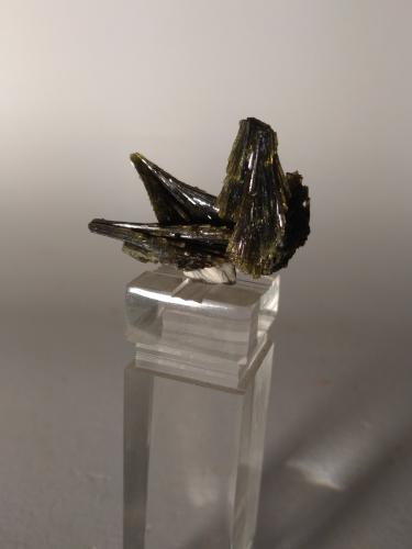 Epidote<br />Canteras Cadarese, Canteras Premia gneiss, Premia, Antigorio Valley, Valle Ossola, Provincia Verbano-Cusio-Ossola, Piamonte (Piemonte), Italia<br />28 x 21 mm<br /> (Author: Sante Celiberti)