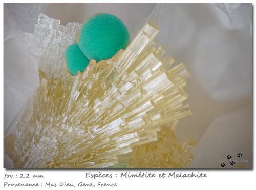 Mimetite and Malachite<br />Mas Dieu, Mercoirol, Alès, Gard, Occitanie, France<br />fov 2.2 mm<br /> (Author: ploum)