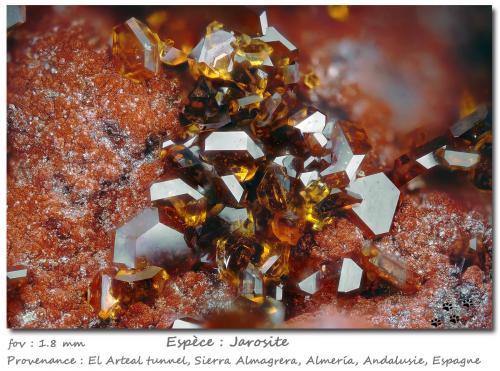 Jarosite<br />Socavón Santa Bárbara (El Arteal Tunnel), Almagrera Range, Cuevas del Almanzora, Comarca Levante Almeriense, Almería, Andalusia, Spain<br />fov 1.8 mm<br /> (Author: ploum)