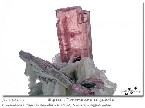 'Tourmaline' and Quartz<br />Paprok, Distrito Kamdesh, Provincia Nuristan, Afganistán<br />fov 40 mm<br /> (Author: ploum)