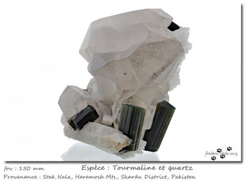 'Tourmaline' on Quartz<br />Stak Nala, Haramosh Mountains, Skardu District, Gilgit-Baltistan (Northern Areas), Pakistan<br />fov 150 mm<br /> (Author: ploum)