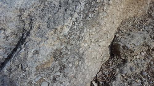 Caliza numulítica in situ, mirador del Salt de Sallent (Autor: Frederic Varela)