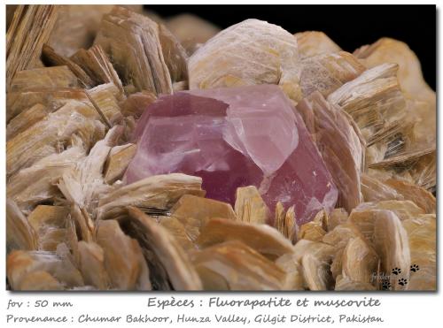 Fluorapatite on Muscovite<br />Chumar Bakhoor, Hunza Valley, Nagar District, Gilgit-Baltistan (Northern Areas), Pakistan<br />fov 50 mm<br /> (Author: ploum)