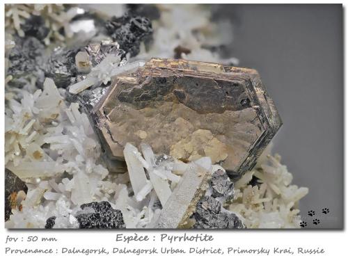 Pyrrhotite<br />Dalnegorsk, Distrito urbano Dalnegorsk, Primorsky Krai, Rusia<br />fov 50 mm<br /> (Author: ploum)