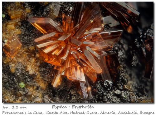 Erythrite<br />Cuesta Alta Mine, Cerro Minado, Huércal-Overa, Comarca Levante Almeriense, Almería, Andalusia, Spain<br />fov 2.2 mm<br /> (Author: ploum)