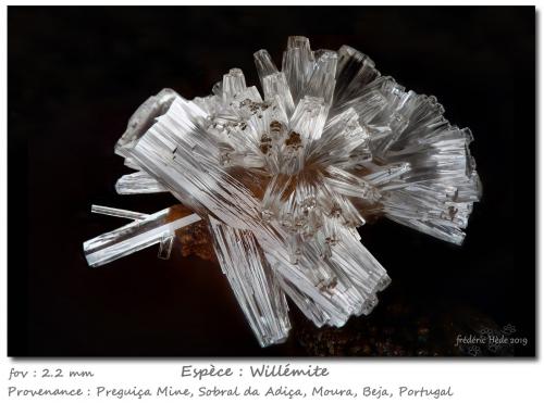 Willemite<br />Preguiça Mine, Sobral da Adiça, Moura, Beja District, Baixo Alentejo, Alentejo, Portugal<br />fov 2.2 mm<br /> (Author: ploum)